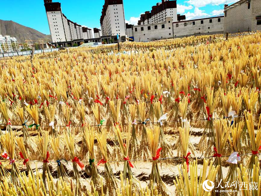 整個村莊沉浸在收獲的喜悅中。人民網(wǎng) 李海霞攝