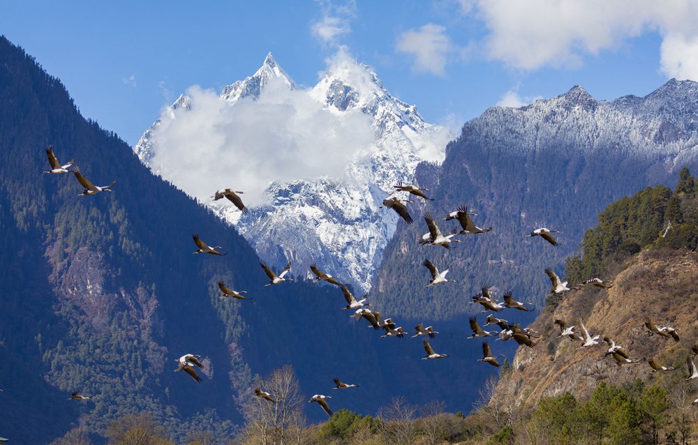 黑頸鶴蹁躚起舞美如畫。索多攝