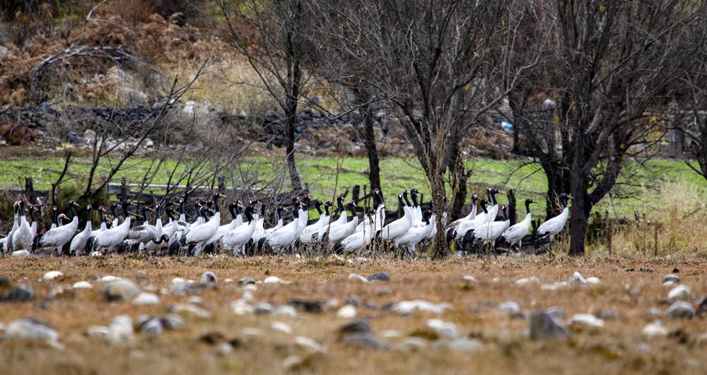 黑頸鶴在濕地上閑庭信步。索多攝
