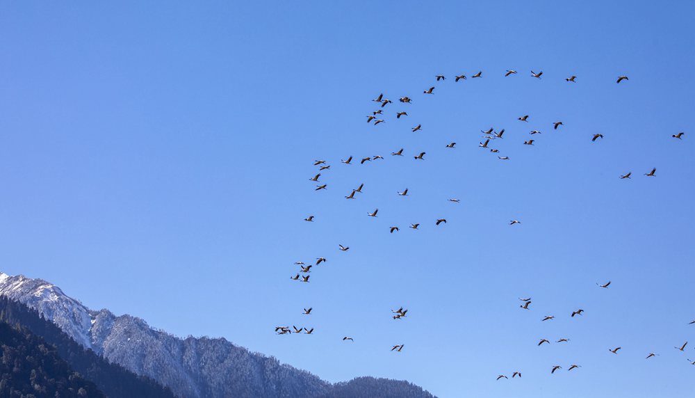 黑頸鶴在天空中自由翱翔。索多攝