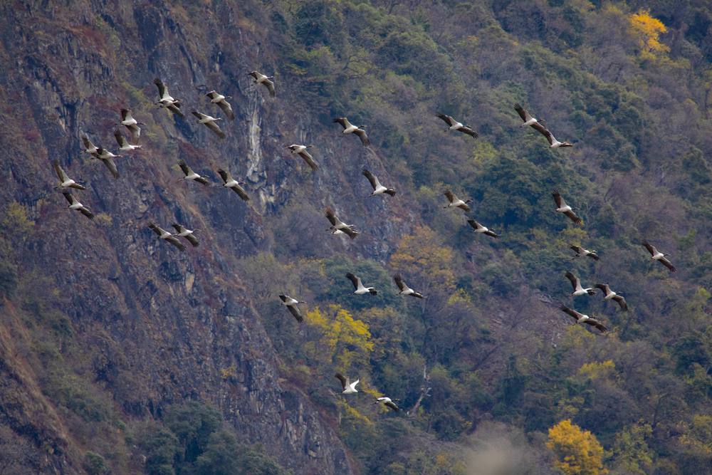 黑頸鶴蹁躚起舞美如畫。索多攝