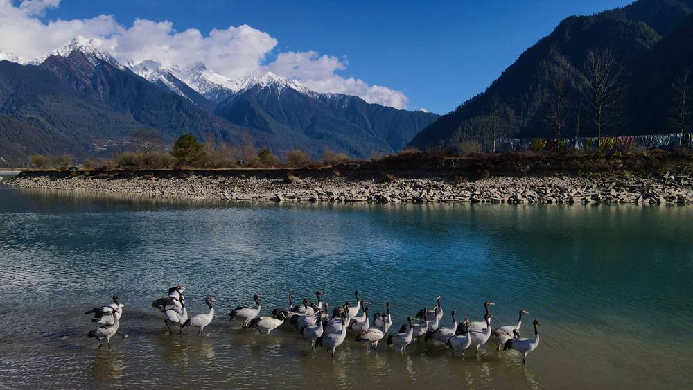河中嬉戲的黑頸鶴。益西旦增攝