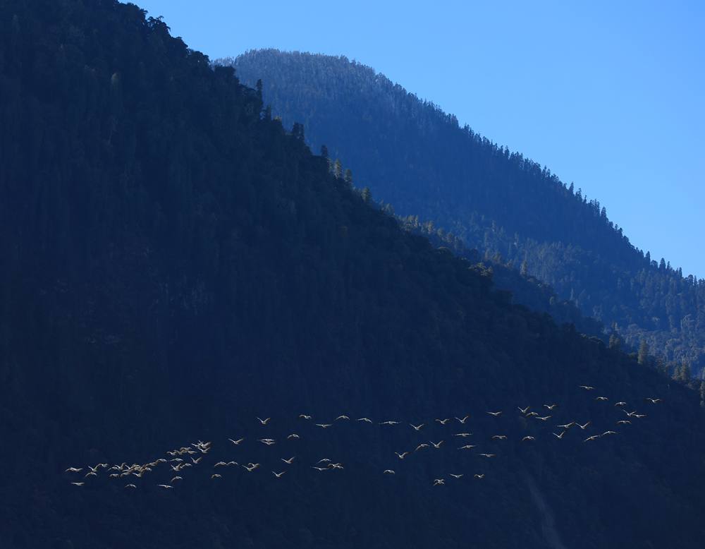 黑頸鶴在天空中自由翱翔。益西旦增攝