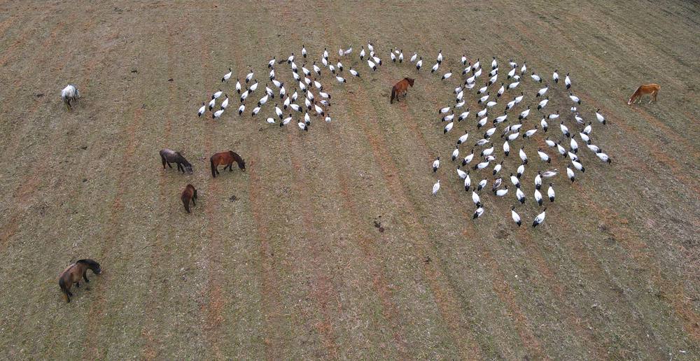 覓食中的黑頸鶴。益西旦增攝