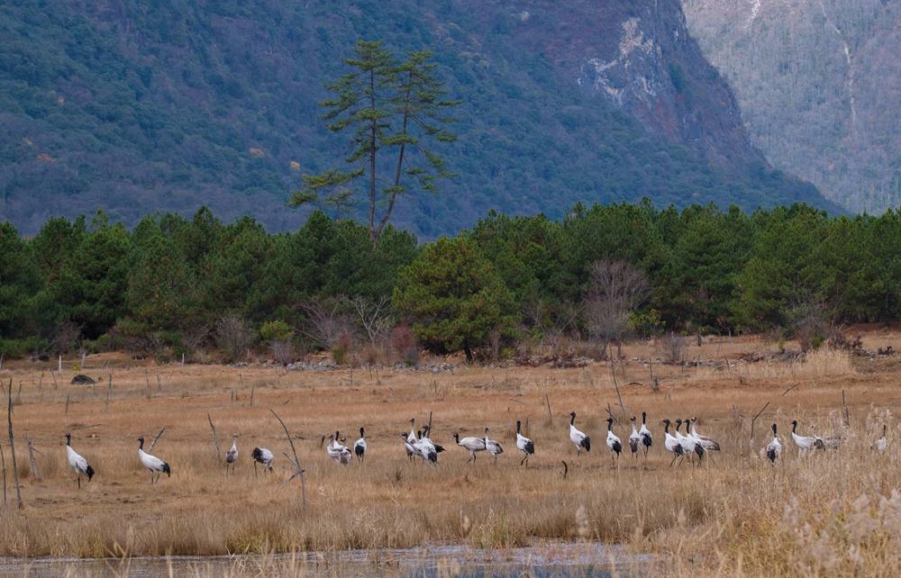 覓食中的黑頸鶴。扎頓攝