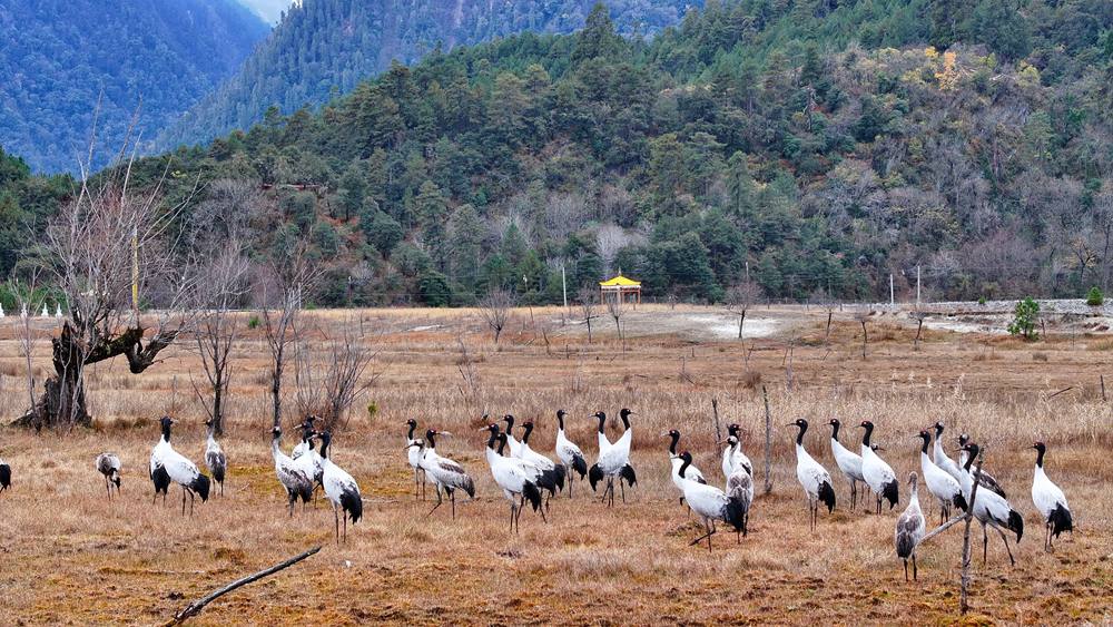 在濕地上閑庭信步的黑頸鶴。張寧攝