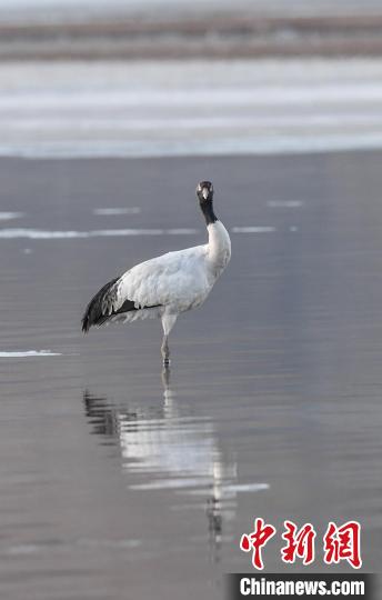 西藏拉薩:黑頸鶴越冬樂(lè)園