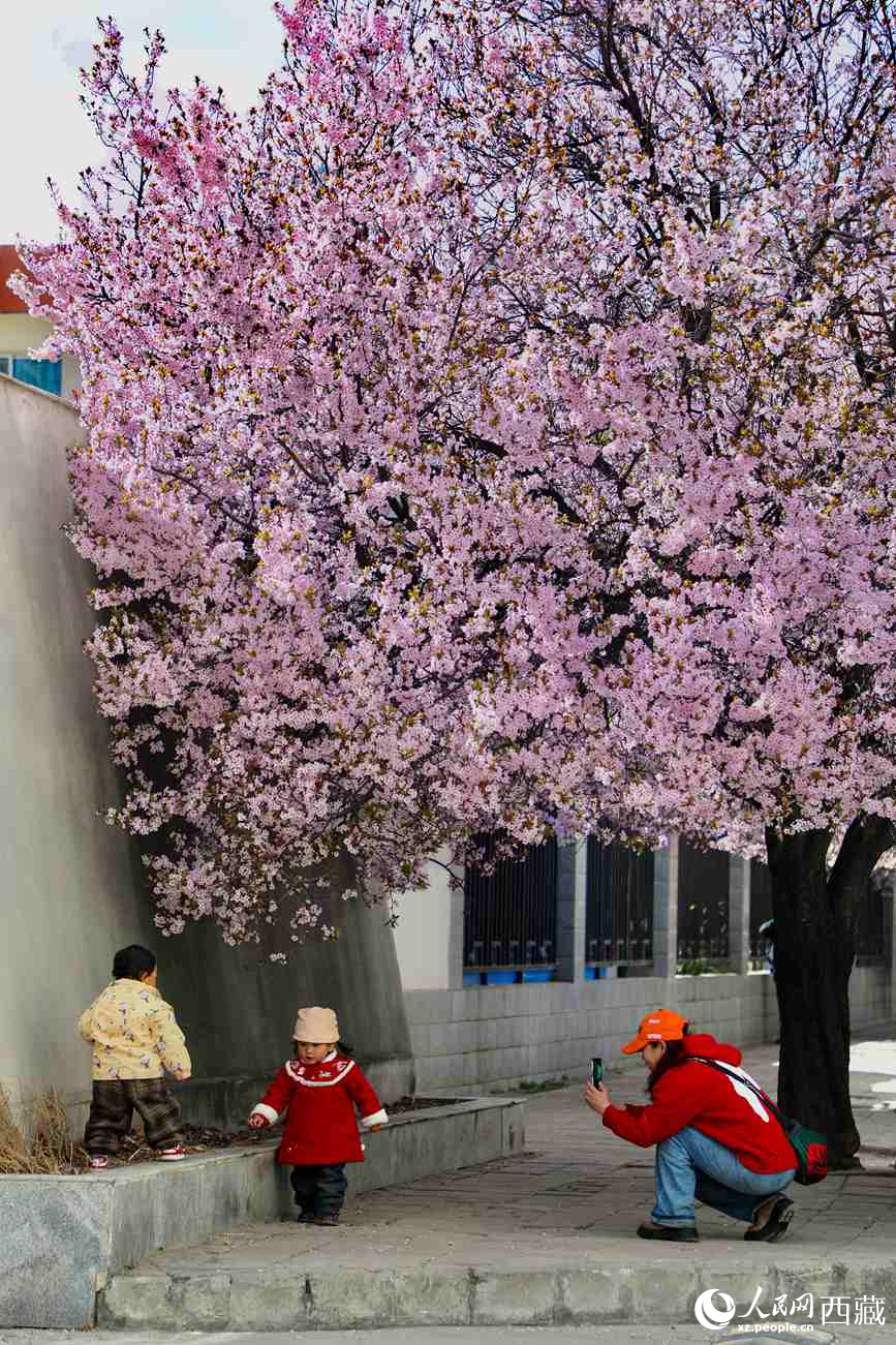 桃林下，拉薩市民游客樂享春光。人民網(wǎng)記者 次仁羅布攝