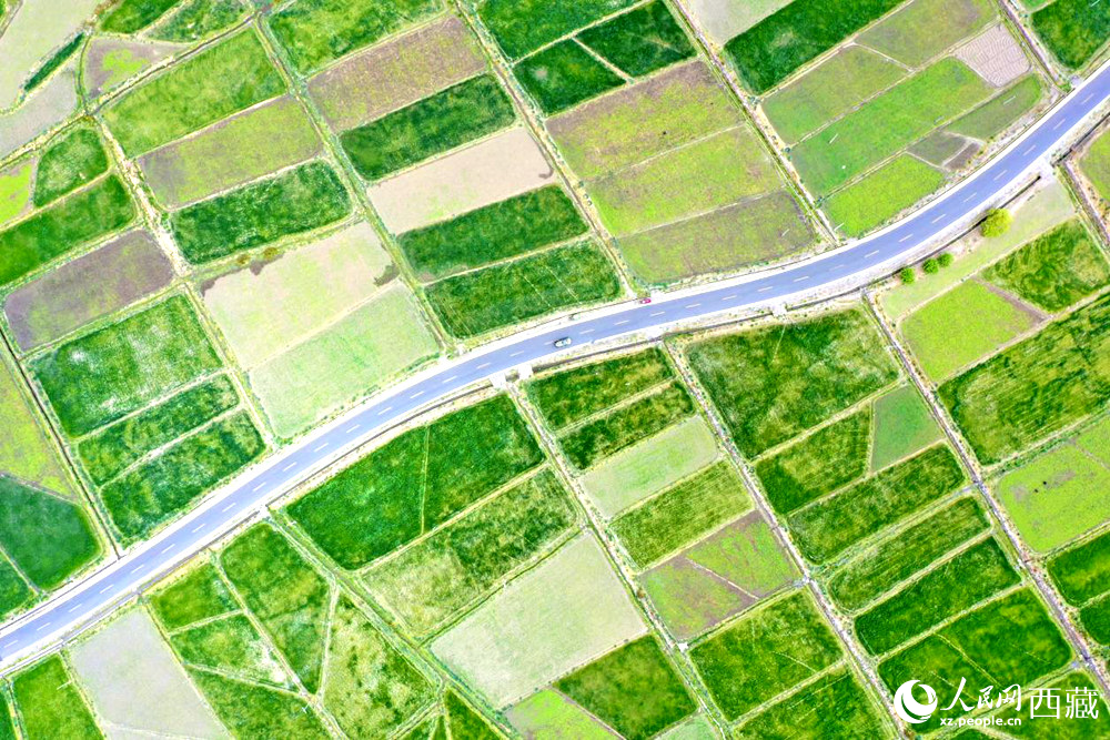 無人機視角下的西藏山南市瓊結(jié)農(nóng)田。人民網(wǎng)記者 次仁羅布攝