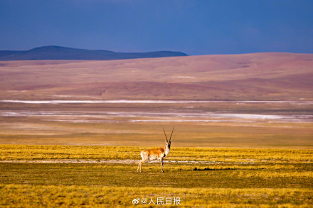 可愛壁紙上新！藏羚羊就是高原上的精靈吧