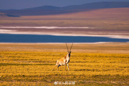 可愛壁紙上新！藏羚羊就是高原上的精靈吧