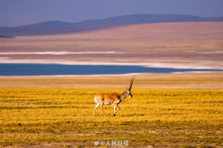 可愛壁紙上新！藏羚羊就是高原上的精靈吧