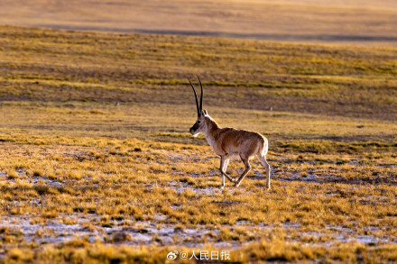 可愛壁紙上新！藏羚羊就是高原上的精靈吧
