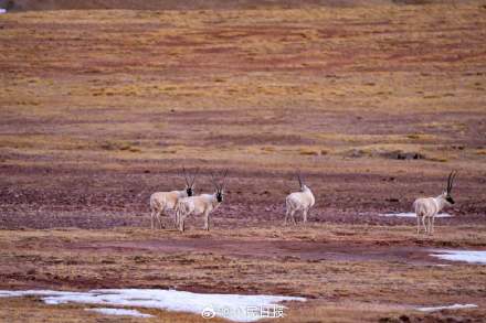 可愛壁紙上新！藏羚羊就是高原上的精靈吧