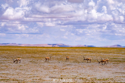 可愛壁紙上新！藏羚羊就是高原上的精靈吧