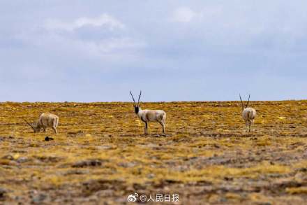 可愛壁紙上新！藏羚羊就是高原上的精靈吧