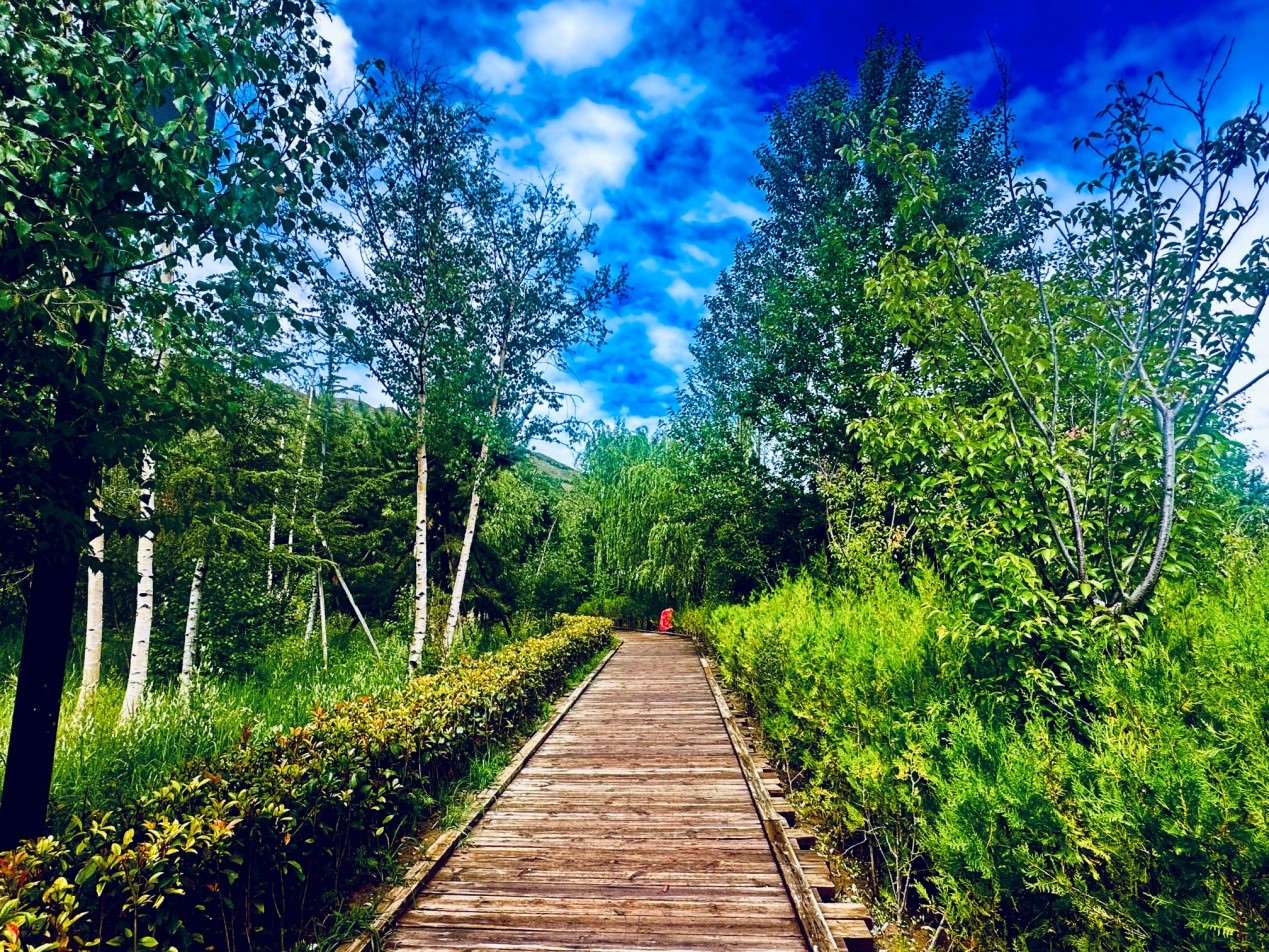 郁郁蔥蔥的南山公園。人民網(wǎng)記者 益西康珠攝