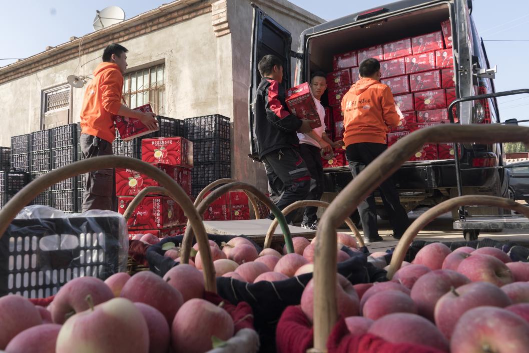 西部冰糖心蘋果，乘著商流上行。劉浩攝
