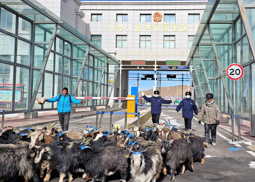 海關(guān)關(guān)員監(jiān)管驗(yàn)放出口活羊。次旺久美攝