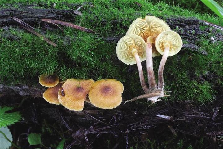 科研團隊解鎖青藏高原大型真菌新密碼