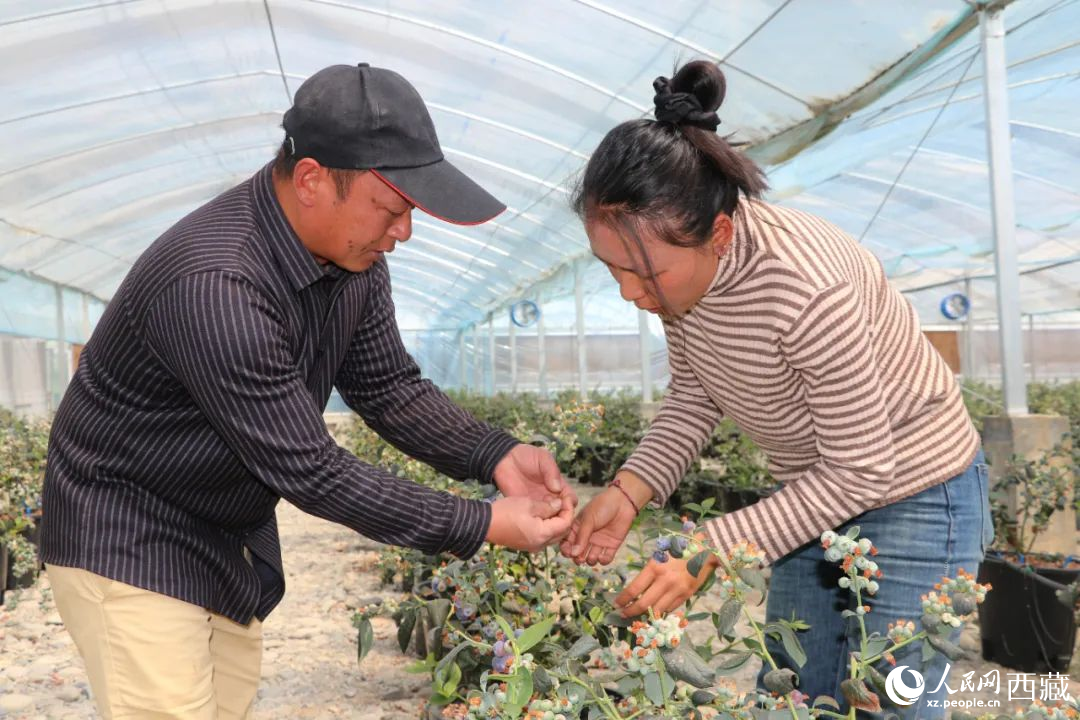 技術員劉家平和措姆在溫室大棚檢查藍莓的長勢。次仁龍布攝