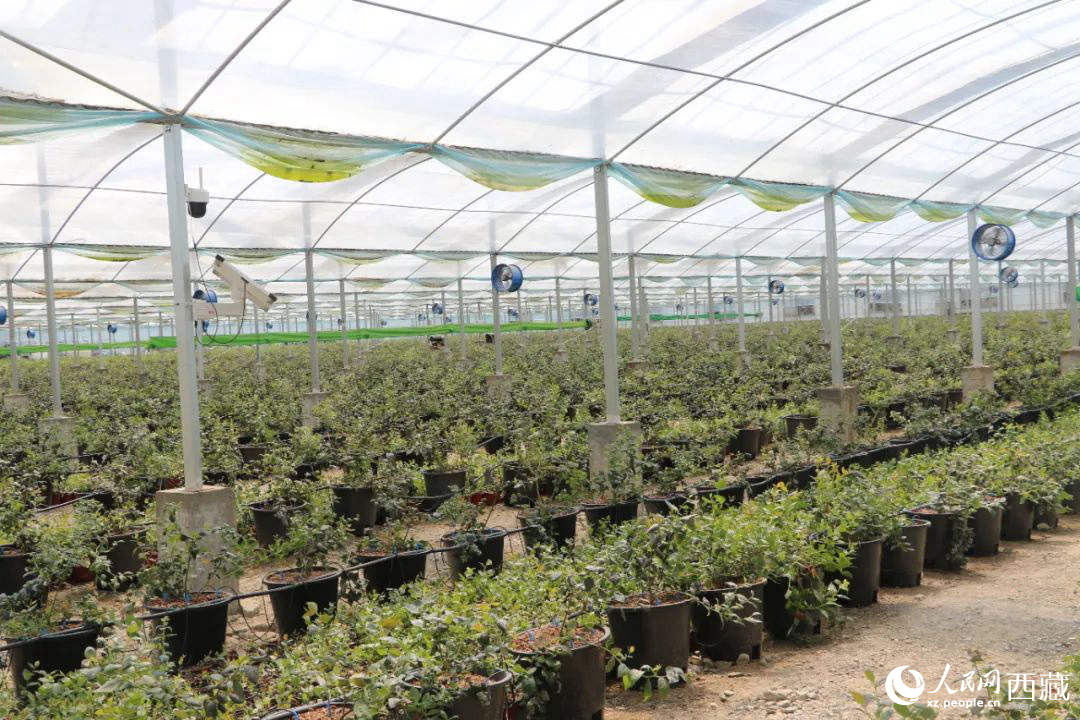 戈壁田園藍莓工業(yè)化種植基地。次仁龍布攝