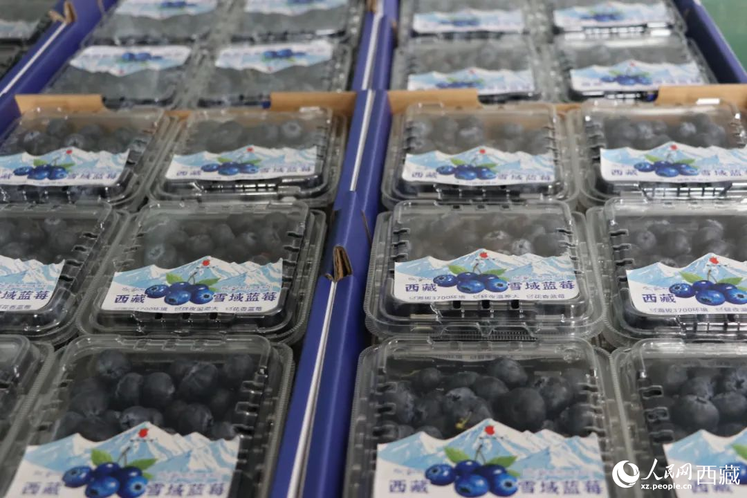 包裝好的藍莓。次仁龍布攝
