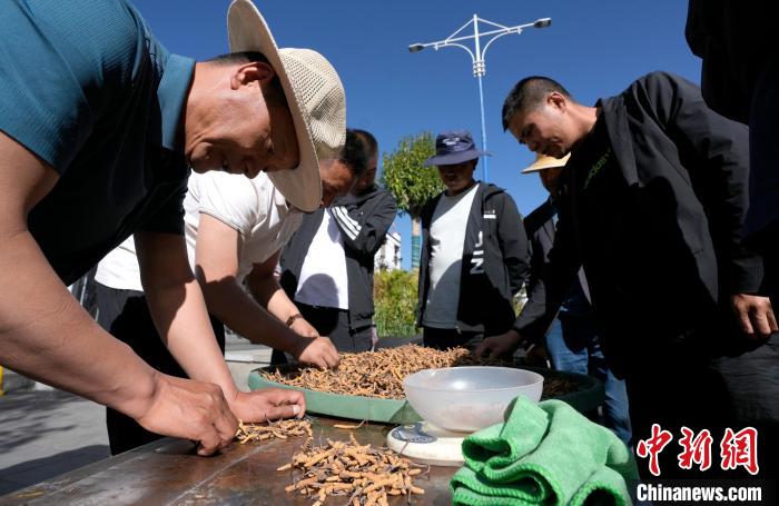 西藏拉薩:冬蟲夏草市場(chǎng)交易火爆