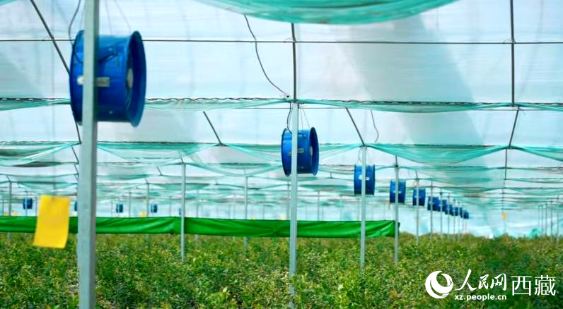 藍莓種植的智能溫室場景。羅雨欣攝