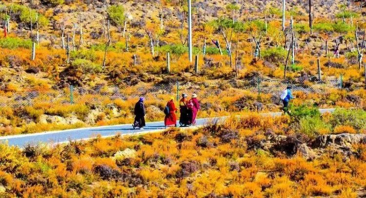 懂西藏的人，一定不會(huì)錯(cuò)過林芝的秋天