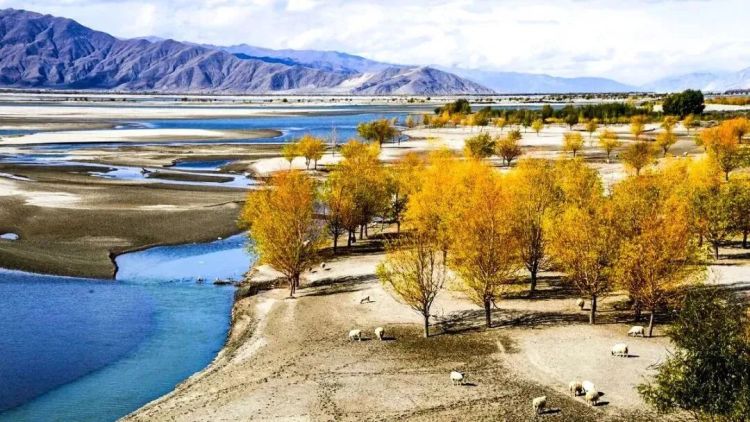 懂西藏的人，一定不會(huì)錯(cuò)過林芝的秋天