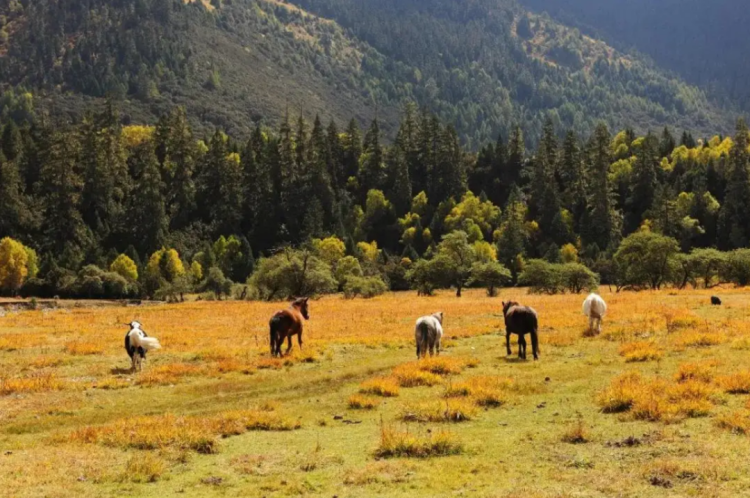 懂西藏的人，一定不會(huì)錯(cuò)過林芝的秋天