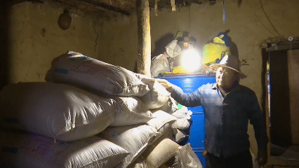 青稞“蛻變”，牦?！俺鋈Α保】次鞑剞r(nóng)牧民的“十四五”豐收答卷