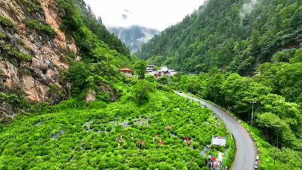 青稞“蛻變”，牦?！俺鋈Α?！看西藏農(nóng)牧民的“十四五”豐收答卷