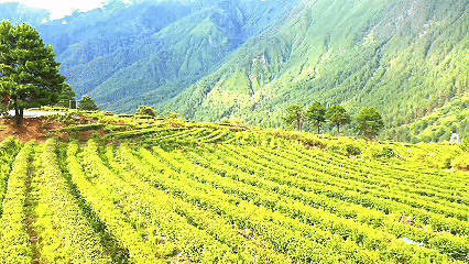 青稞“蛻變”，牦?！俺鋈Α保】次鞑剞r(nóng)牧民的“十四五”豐收答卷