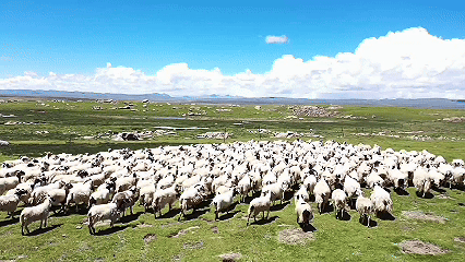 青稞“蛻變”，牦牛“出圈”！看西藏農(nóng)牧民的“十四五”豐收答卷