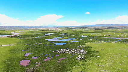 青稞“蛻變”，牦?！俺鋈Α保】次鞑剞r(nóng)牧民的“十四五”豐收答卷