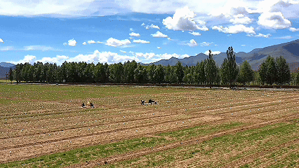 青稞“蛻變”，牦?！俺鋈Α保】次鞑剞r(nóng)牧民的“十四五”豐收答卷