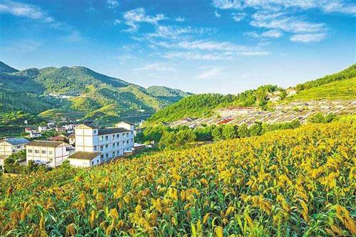 【理上網(wǎng)來o輝煌十九大】鄉(xiāng)村振興戰(zhàn)略：更綜合、全面、系統(tǒng)的發(fā)展戰(zhàn)略