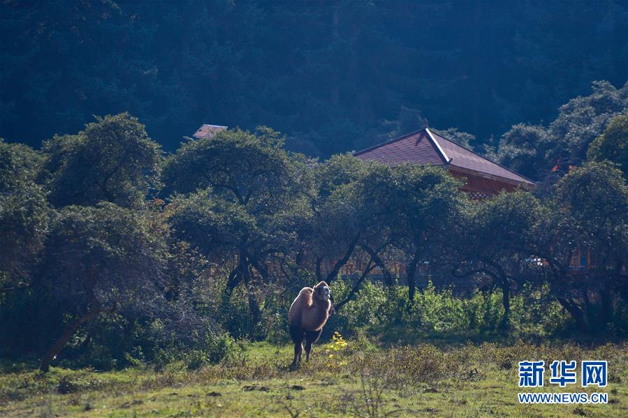 （全面建成小康社會“百城千縣萬村調(diào)研行”·圖文互動）（8）青?？柎澹骸肮夤鞔濉钡娜A麗轉(zhuǎn)身