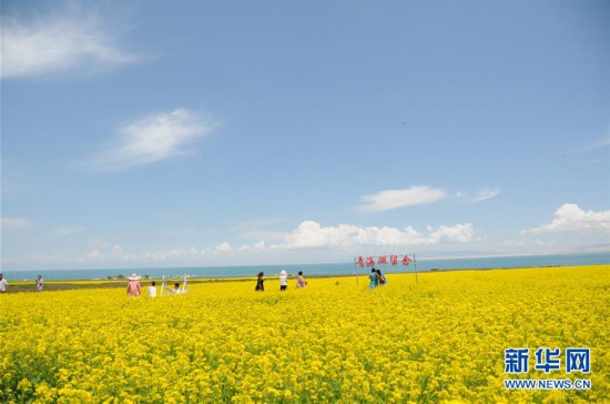 (新華全媒頭條·圖文互動)(8)大湖見證 ——持續(xù)保護(hù)讓青海湖生態(tài)華麗“蝶變”