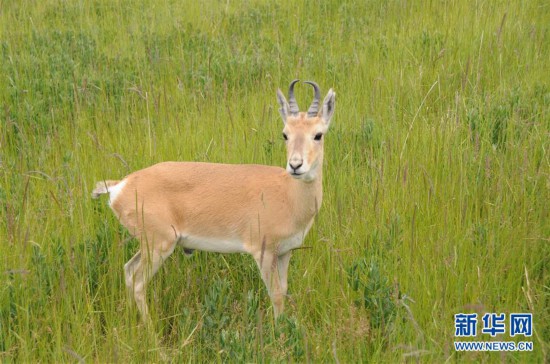 (新華全媒頭條·圖文互動)(11)大湖見證 ——持續(xù)保護(hù)讓青海湖生態(tài)華麗“蝶變”