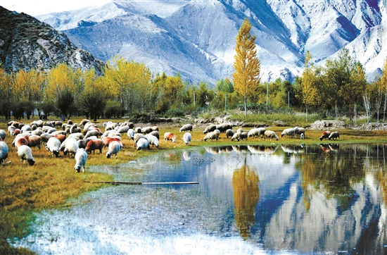 曲水縣郊外的怡人風景。 拉薩日報 平措旺堆攝.jpg