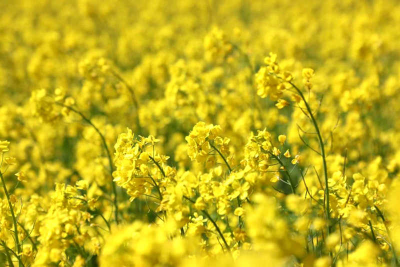 油菜花盛開。洛克攝