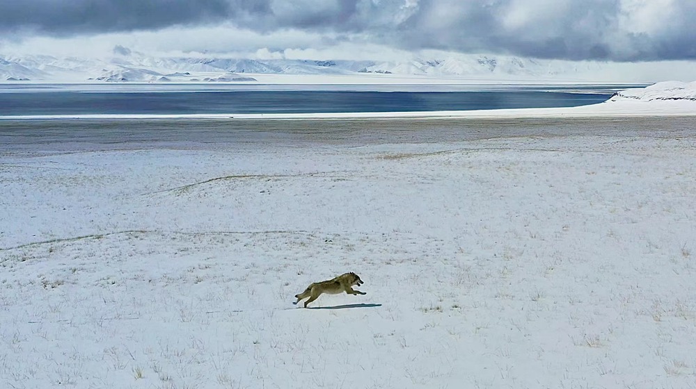 雪地里疾馳的阿里“狼”。