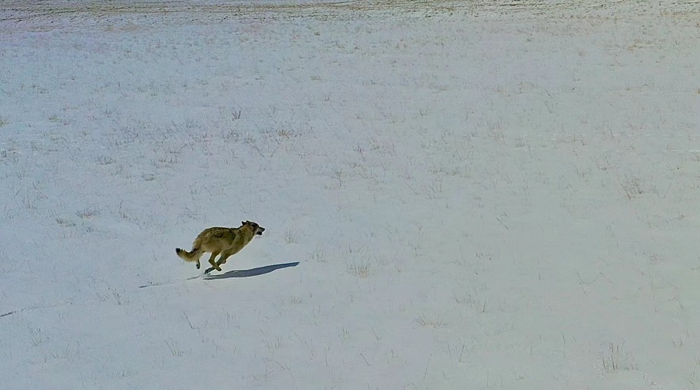 雪地里疾馳的阿里“狼”。