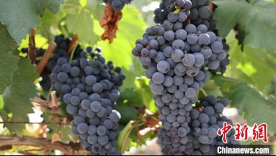 圖為桑日縣種植的葡萄。　山南桑日縣委宣傳部提供