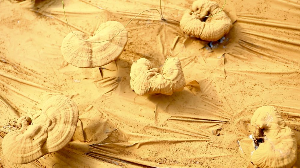 靈芝基地內孢子粉布滿塑料膜。