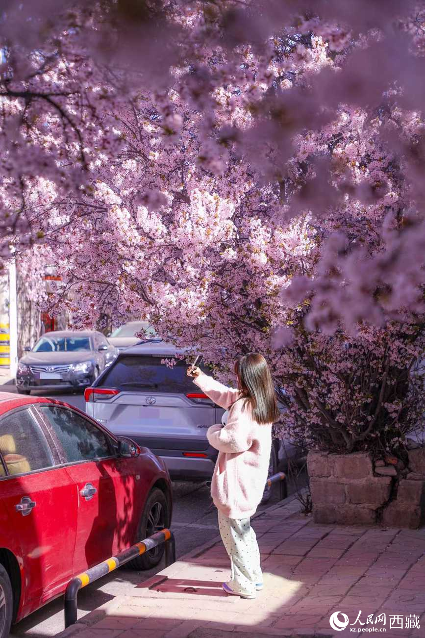 桃林下，拉薩市民游客樂享春光。人民網(wǎng)記者 次仁羅布攝