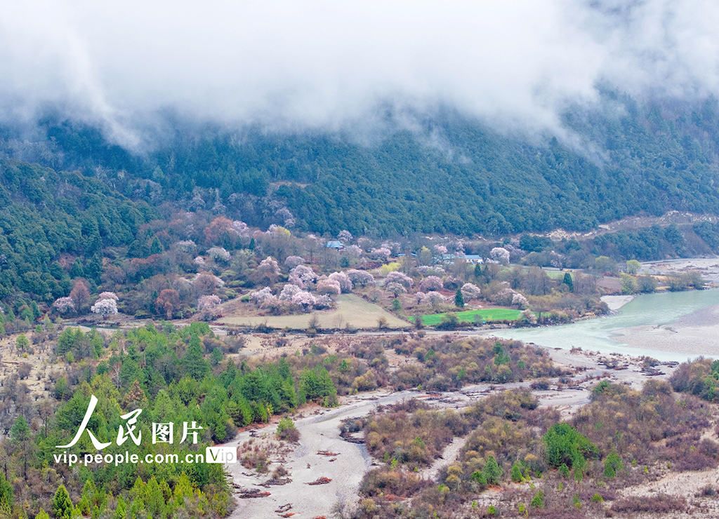 西藏波密:桃花溝里美如畫